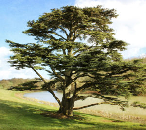 Árbol de cedro del líbano