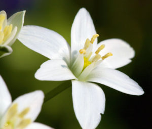 Flor aromática de jazmín