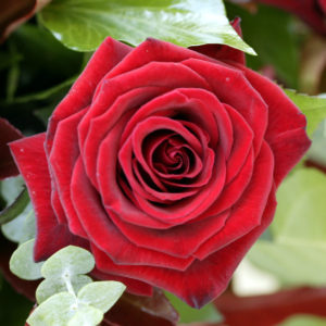 Rosa roja en jardín