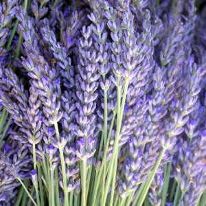 Flores de lavanda para perfume