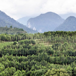 Plantación de árboles Aquilaria en Indonesia